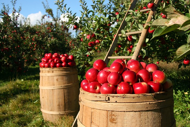 Na čo potrebujú farmári IBC kontajner